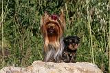 YORKSHIRE TERRIER 431